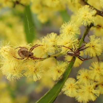 Salsa fuliginata (Sooty Orb-weaver) at Belconnen, ACT - 7 Sep 2023 by CathB