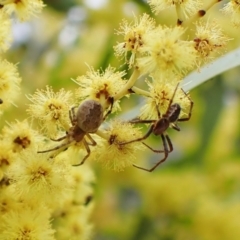 Salsa fuliginata at Belconnen, ACT - 7 Sep 2023