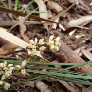 Lomandra sp. at Charleys Forest, NSW - suppressed