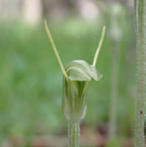 Diplodium nanum (ACT) = Pterostylis nana (NSW) at Chiltern, VIC - suppressed