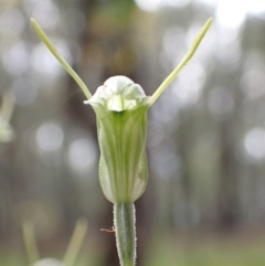Diplodium nanum (ACT) = Pterostylis nana (NSW) at Chiltern, VIC - suppressed