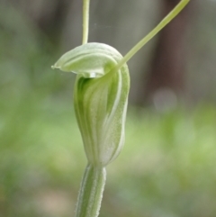 Diplodium nanum (ACT) = Pterostylis nana (NSW) at Chiltern, VIC - suppressed