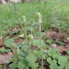 Diplodium nanum (ACT) = Pterostylis nana (NSW) at Chiltern, VIC - suppressed