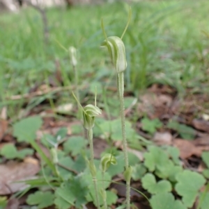 Diplodium nanum (ACT) = Pterostylis nana (NSW) at Chiltern, VIC - suppressed