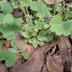 Pterostylis nana at Chiltern, VIC - 29 Aug 2023