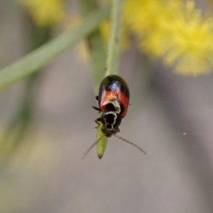 Monolepta minima at Belconnen, ACT - 7 Sep 2023