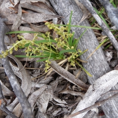 Lomandra filiformis (Wattle Mat-rush) at Mongarlowe River - 14 Dec 2013 by arjay