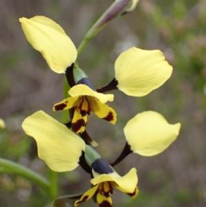 Diuris pardina at Beechworth, VIC - suppressed