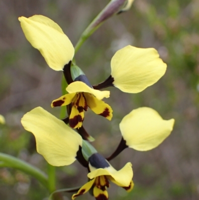 Diuris pardina (Leopard Doubletail) at Chiltern-Mt Pilot National Park - 29 Aug 2023 by AnneG1