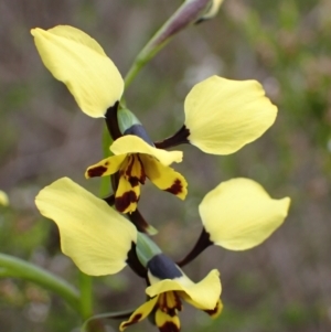 Diuris pardina (Leopard Doubletail) at Beechworth, VIC by AnneG1