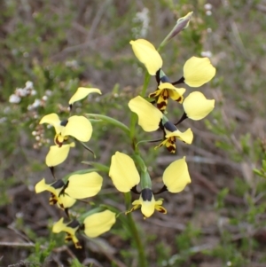 Diuris pardina at Beechworth, VIC - 29 Aug 2023