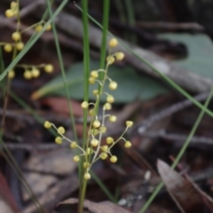 Lomandra filiformis (Wattle Mat-rush) at Charleys Forest, NSW - 27 Oct 2020 by arjay