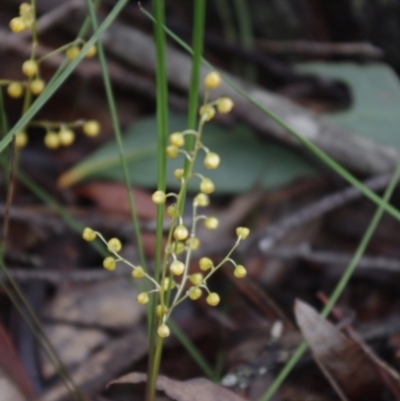 Lomandra filiformis (Wattle Mat-rush) at Charleys Forest, NSW - 26 Oct 2020 by arjay