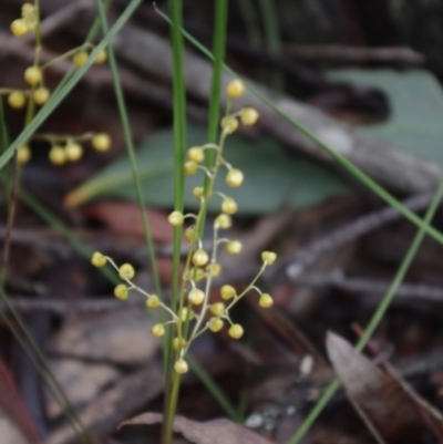 Lomandra filiformis (Wattle Mat-rush) at Charleys Forest, NSW - 27 Oct 2020 by arjay