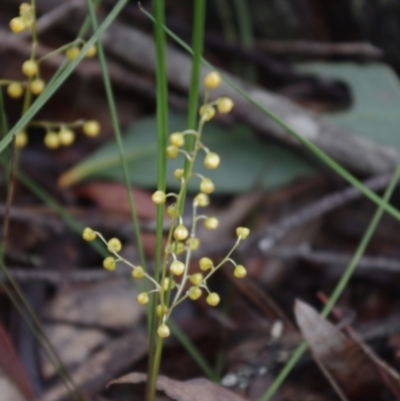 Lomandra filiformis (Wattle Mat-rush) at Mongarlowe River - 26 Oct 2020 by arjay