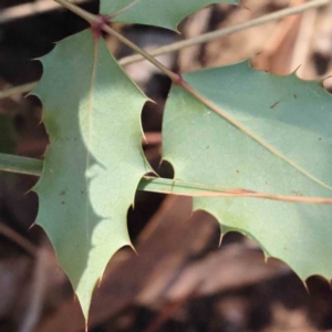 Ilex aquifolium at Canberra Central, ACT - 9 Sep 2023