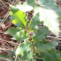 Ilex aquifolium at Canberra Central, ACT - 9 Sep 2023