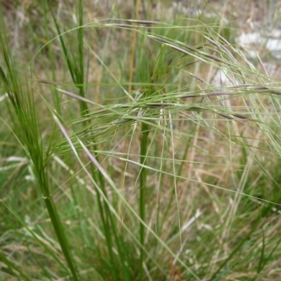 Austrostipa (genus) (A Corkscrew Grass) at Charleys Forest, NSW - 14 Dec 2013 by arjay