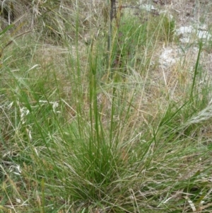 Austrostipa sp. at Charleys Forest, NSW - 14 Dec 2013