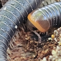 Unidentified Millipede (Diplopoda) at Narrawallee, NSW - 9 Sep 2023 by trevorpreston