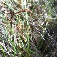 Lepidosperma (genus) (A Sword Sedge) at Charleys Forest, NSW - 25 Jan 2014 by arjay