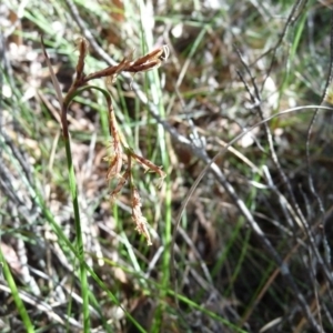 Lepidosperma sp. at Charleys Forest, NSW - 25 Jan 2014