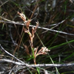 Lepidosperma sp. at Charleys Forest, NSW - 25 Jan 2014