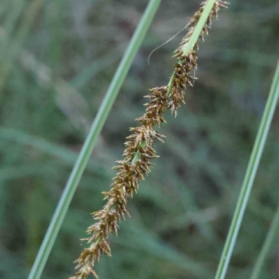 Carex appressa (Tall Sedge) at Caladenia Forest, O'Connor - 9 Sep 2023 by ConBoekel