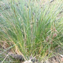 Carex appressa at Canberra Central, ACT - 9 Sep 2023 03:50 PM