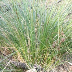 Carex appressa at Canberra Central, ACT - 9 Sep 2023