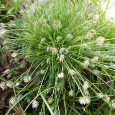 Centrolepis strigosa (Hairy Centrolepis) at Charleys Forest, NSW - 22 Nov 2022 by arjay