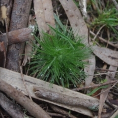 Centrolepis strigosa at Charleys Forest, NSW - 22 Nov 2022