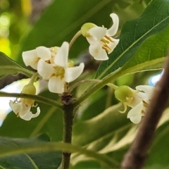 Pittosporum undulatum (Sweet Pittosporum) at Narrawallee Bushcare - 9 Sep 2023 by trevorpreston