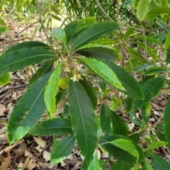 Pittosporum undulatum at Narrawallee, NSW - 9 Sep 2023 12:24 PM