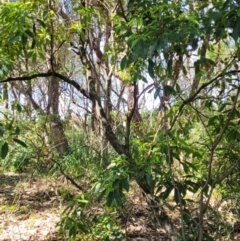 Pittosporum undulatum at Narrawallee, NSW - 9 Sep 2023