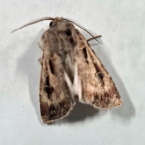 Agrotis munda at Isaacs, ACT - 9 Sep 2023 05:24 PM