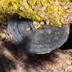 Unidentified Shelf-like to hoof-like & usually on wood at Narrawallee Bushcare - 9 Sep 2023 by trevorpreston