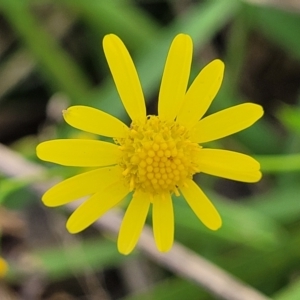 Senecio madagascariensis at Narrawallee, NSW - 9 Sep 2023 12:19 PM