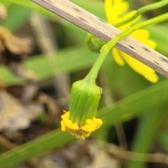 Senecio madagascariensis at Narrawallee, NSW - 9 Sep 2023 12:19 PM