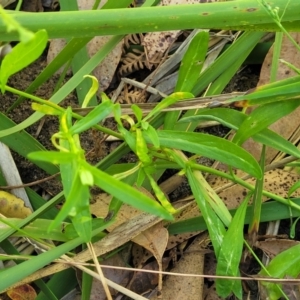 Senecio madagascariensis at Narrawallee, NSW - 9 Sep 2023 12:19 PM