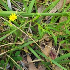 Senecio madagascariensis at Narrawallee, NSW - 9 Sep 2023 12:19 PM