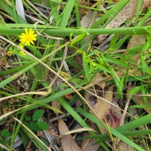 Senecio madagascariensis at Narrawallee, NSW - 9 Sep 2023