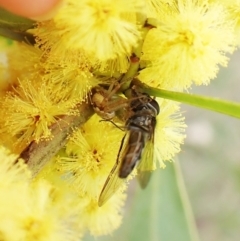 Australomisidia sp. (genus) at Belconnen, ACT - 7 Sep 2023