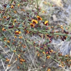 Daviesia ulicifolia subsp. ruscifolia (Broad-leaved Gorse Bitter Pea) at Bruce, ACT - 9 Sep 2023 by lyndallh