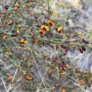 Daviesia ulicifolia subsp. ruscifolia at Bruce, ACT - 9 Sep 2023