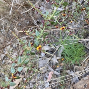 Daviesia ulicifolia subsp. ruscifolia at Bruce, ACT - 9 Sep 2023