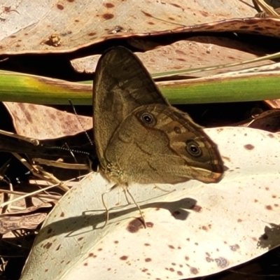 Hypocysta metirius (Brown Ringlet) at Narrawallee Bushcare - 9 Sep 2023 by trevorpreston