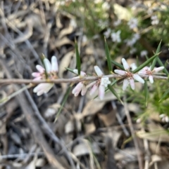 Lissanthe strigosa subsp. subulata (Peach Heath) at Gossan Hill - 9 Sep 2023 by lyndallh