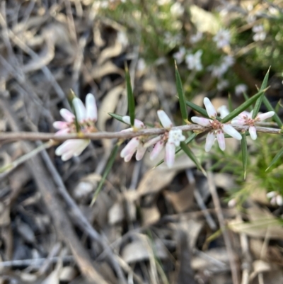 Lissanthe strigosa subsp. subulata (Peach Heath) at Bruce Ridge to Gossan Hill - 9 Sep 2023 by lyndallh