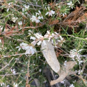 Lissanthe strigosa subsp. subulata at Bruce, ACT - 9 Sep 2023